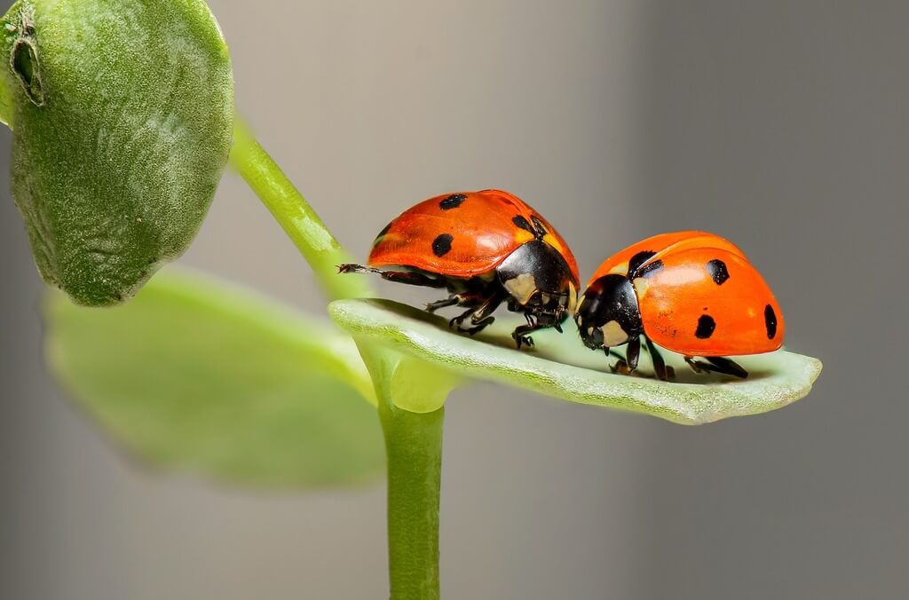 Ladybug Numerology Meaning Explained: Lucky Beetle Symbolism Revealed!